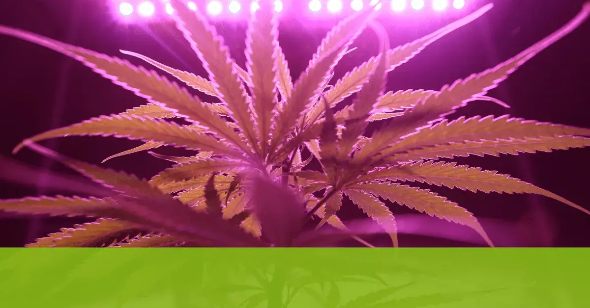 7 Key Considerations When Selecting a Cannabis Marketing Agency