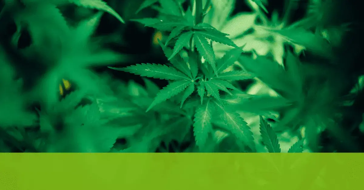 Why SMS Marketing and Cannabis Loyalty Programs Make a Perfect Pair