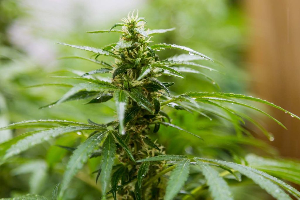 Best Cannabis Dispensary Digital Marketing Company in Las Vegas