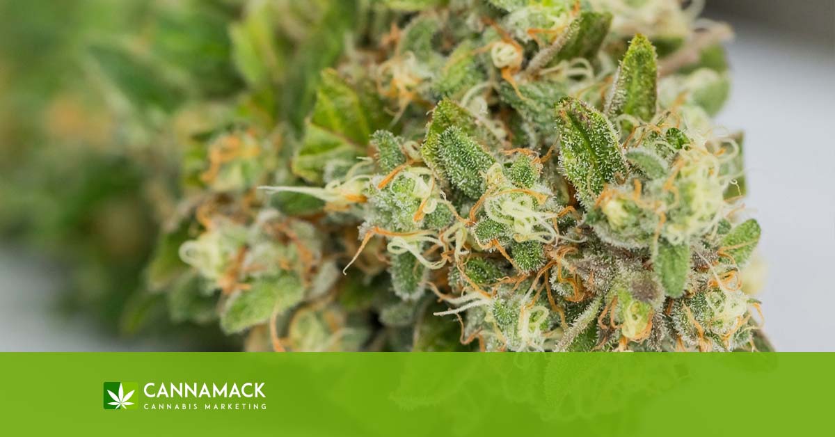 What's the Difference Between Appropriation and Appreciation in Cannabis Branding?