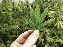 Top 15 Innovative Ideas for Crafting Your Dispensary Marketing Strategy