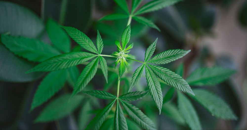 Can I Advertise CBD on TikTok? Guidelines and Tips