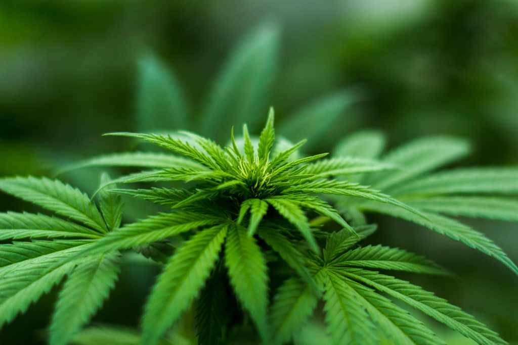 There are Emerging Channels for Cannabis Marketing