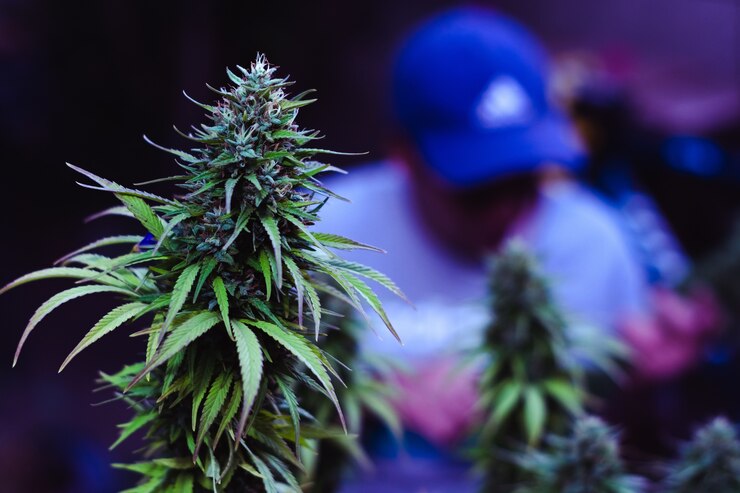 Cannabis Among Millennials
