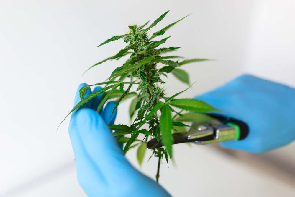 Cannabis